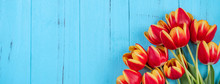 Tulip Flower Bunch, Mother's Day Design Concept - Beautiful Red, Yellow Bouquet Isolated On Blue Wooden Background, Top View, Flat Lay, Copy Space