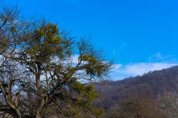 A tree against the background of sky and forest begins to bloom