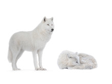 Two Polar Wolf Isolated On A White Background.