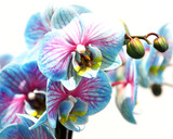 Fototapeta Storczyk - Pink and Blue orchid multicolored isolated on white background