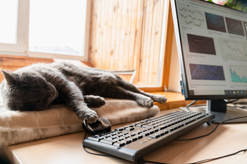 Grey cat sleeping on window sill near home base office with IT equipment. Work from home and remote access concept.