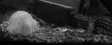 Greyscale Closeup Of A Snake And A White Mouse Under The Lights