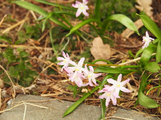 Wall Mural - Chionodoxa luciliae 'Pink Giant' - Lucile's Glory-of-the-Snow