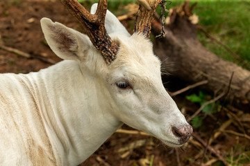 Wall Mural - Rare white deer . Natural scene from conservation area in Wisconsin.