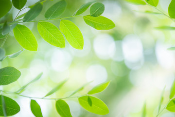 fresh green leaf in sunlight.