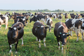 herd of cows in a field at sunset