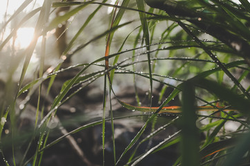 leaves blur and wet with morning sunlight, blurry image for background or wallpaper