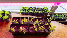Growing Seedlings Indoors Under A Full Spectrum Led Growing Light. Seedlings Of Tomatoes Under The Ultraviolet Light Of Grow Lights.