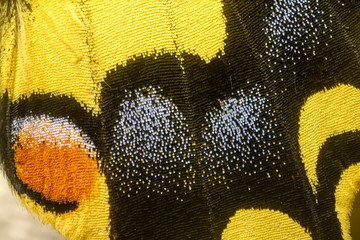 Wall Mural - Detail of the wing of a swallowtail butterfly.