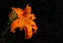 Orange Day Lily With Water Droplets