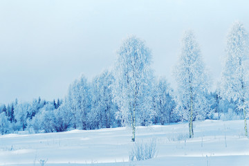 Wall Mural - Snowy trees at countryside in winter Rovaniemi