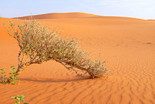 A Shrub Growing On A Hot Dry Desert Land. Plant Adaptation And Survival In Extreme Environment.