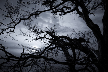 Wall Mural - Silhouette dead tree on dark dramatic sky and white clouds background for death and peace. Halloween day background. Despair and hopeless concept. Sad of nature. Death and sad emotion background.