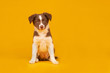 Happy puppy - red and white border collie puppy dog plays on bright yellow background