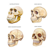 Human Skull Evolution