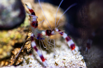 Wall Mural - Boxer banded coral shrimp - Stenopus hispidus