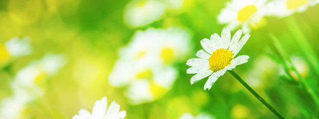 Canvas Print - Background, panorama, banner with copy space - chamomile (Matricaria recutita), blooming plants in the spring meadow on a sunny day, closeup