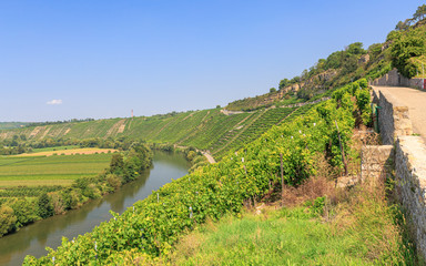 Wall Mural - Weinbaugebiet Hessigheimer Felsengärten am Neckar