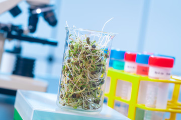 Poster - Young plant sprouts. Raw Green Organic plant Microgreens. For making fresh salads. detox, diet. seedlings. Research in microbiological lab of content pathogenic bacteria