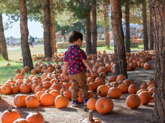 boy in pumpkin patch
