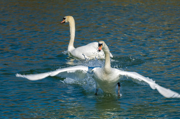 Wall Mural - Swans swimming along the shores of the upper Zurch Lake (Obersee), Rapperswil, Sankt Gallen, Switzerland