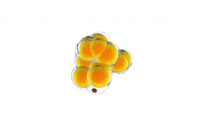 Wall Mural - 3D rendered Animation of multiplying Fat cells aka Adipocytes reproducing via cell division aka Mitosis isolated on a white background.