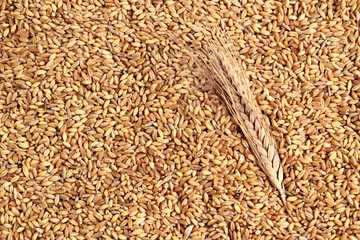 Ears of wheat in shelled background with wheat spike.