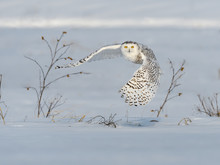 Female Snowy Owl Taking Off From Snow Field In Winter