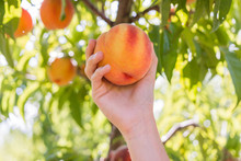 Summer Time Peach Picking