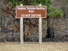 Endangered Gopher Tortoise Nesting Area Sign. A Sign Posted In A Coastal Georgia State Park Signifies Efforts To Protect The Gopher Tortoise, An Endangered Tortoise Of The Southeastern United States.