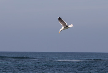 Seagull fling through the sky of La Jolla California 