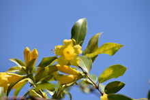 Yellow Carolina Jessamine Blue Sky