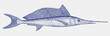 Young swordfish xiphias gladius, fish from the Atlantic, Pacific and Indian Ocean in side view