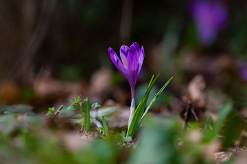 Wall Mural - Spring background with Flowering violet.Crocuses flowers in Early Spring.Purple crocus flowers