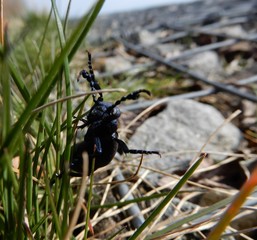 beetle on leaf