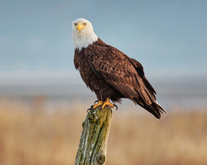 bald eagle preparing for hunt