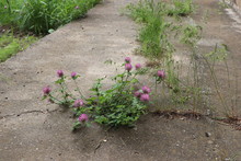Beautiful Purple Flowers Bloomed On The Asphalt