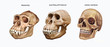 skull of ape, Australopithecus and Homo sapiens