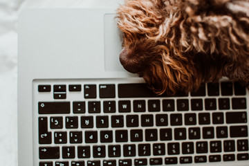 .Nice and sweet spanish water dog working from home with his laptop on top of the bed in the coronavirus global crisis. Lifestyle. Close up