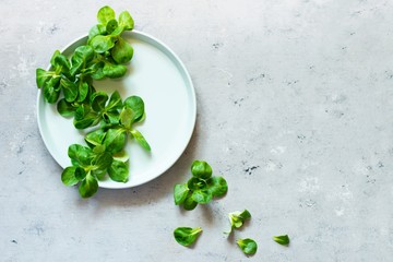 Fresh Juicy Green Corn Salad (lamb's lettuce, Valerianella locusta) on a plate on a blue background.  The concept of a healthy diet. Vegetarianism, close-up. Selective focus. Copy space. Go vegan.