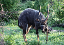 Nyala Antelope Is An African Screw -horned Hoofed Animal.