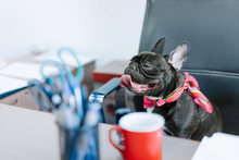 Dog In Office
