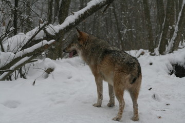  Wolf in snow winter pine forest with a man