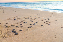 Baby Turtles On Beach Crawling Out To Sea At Sunset. Baby Turtles Are Dark Black And Grey.