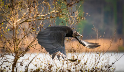 Black Vulture flying in raptor show in Georgia.