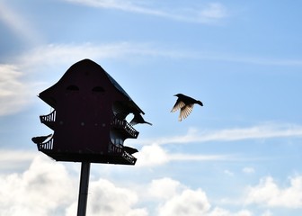 Wall Mural - Bird Flying to a Birdhouse