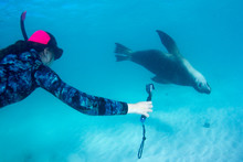 Young Woman Snorkels And Dives With Sea Lion	