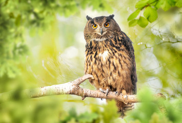 Canvas Print - Eagle owl (bubo bubo) in green forest