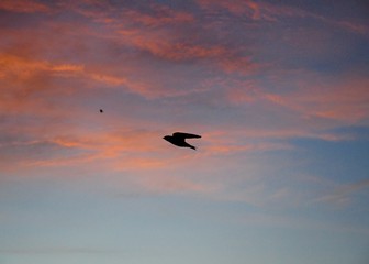 Poster - Bird Flying in a Sunset