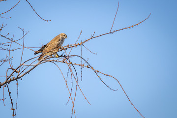 Common Buzzard (Buteo buteo) sitting on a tree